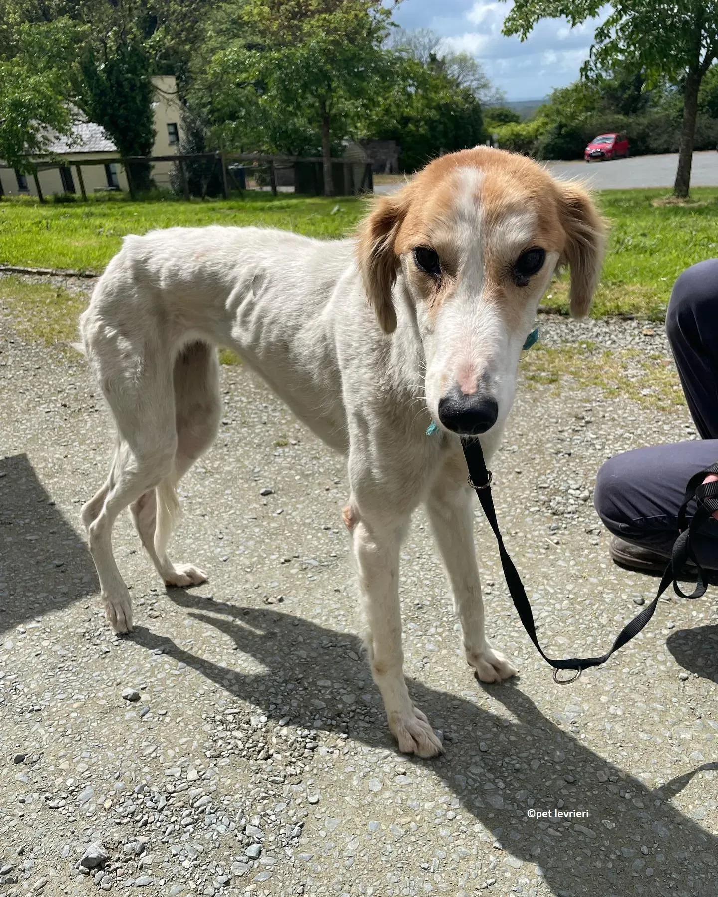 Ciara adozione lurcher whippet saluki10