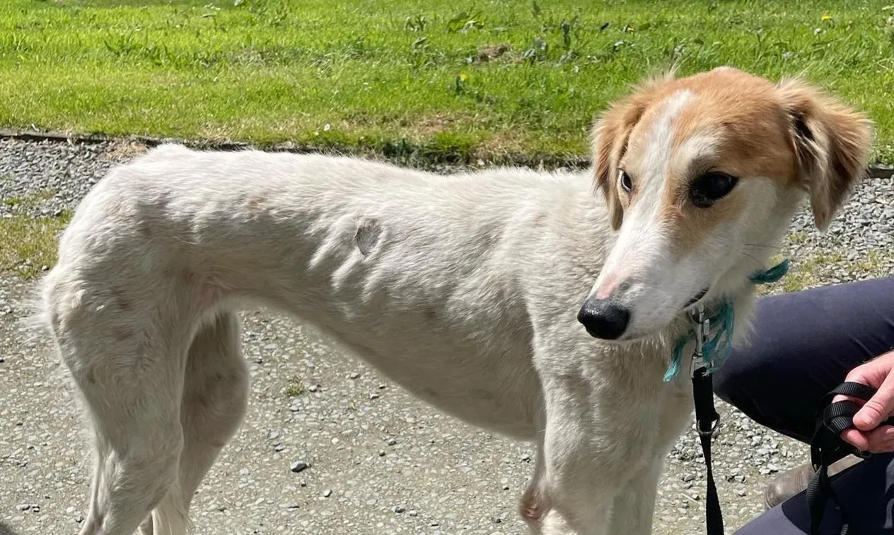 Ciara adozione lurcher whippet saluki2 e1653401506185