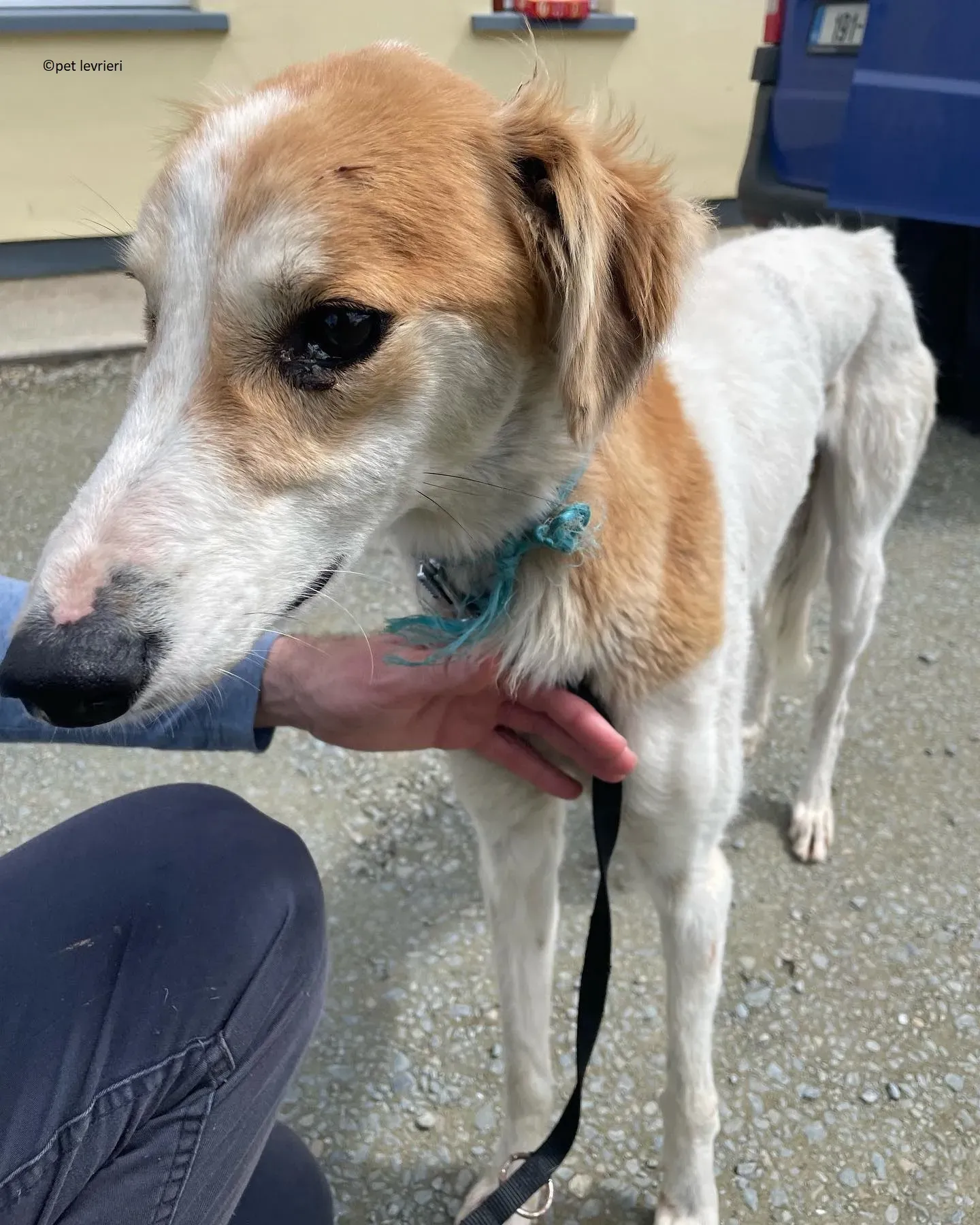Ciara adozione lurcher whippet saluki3
