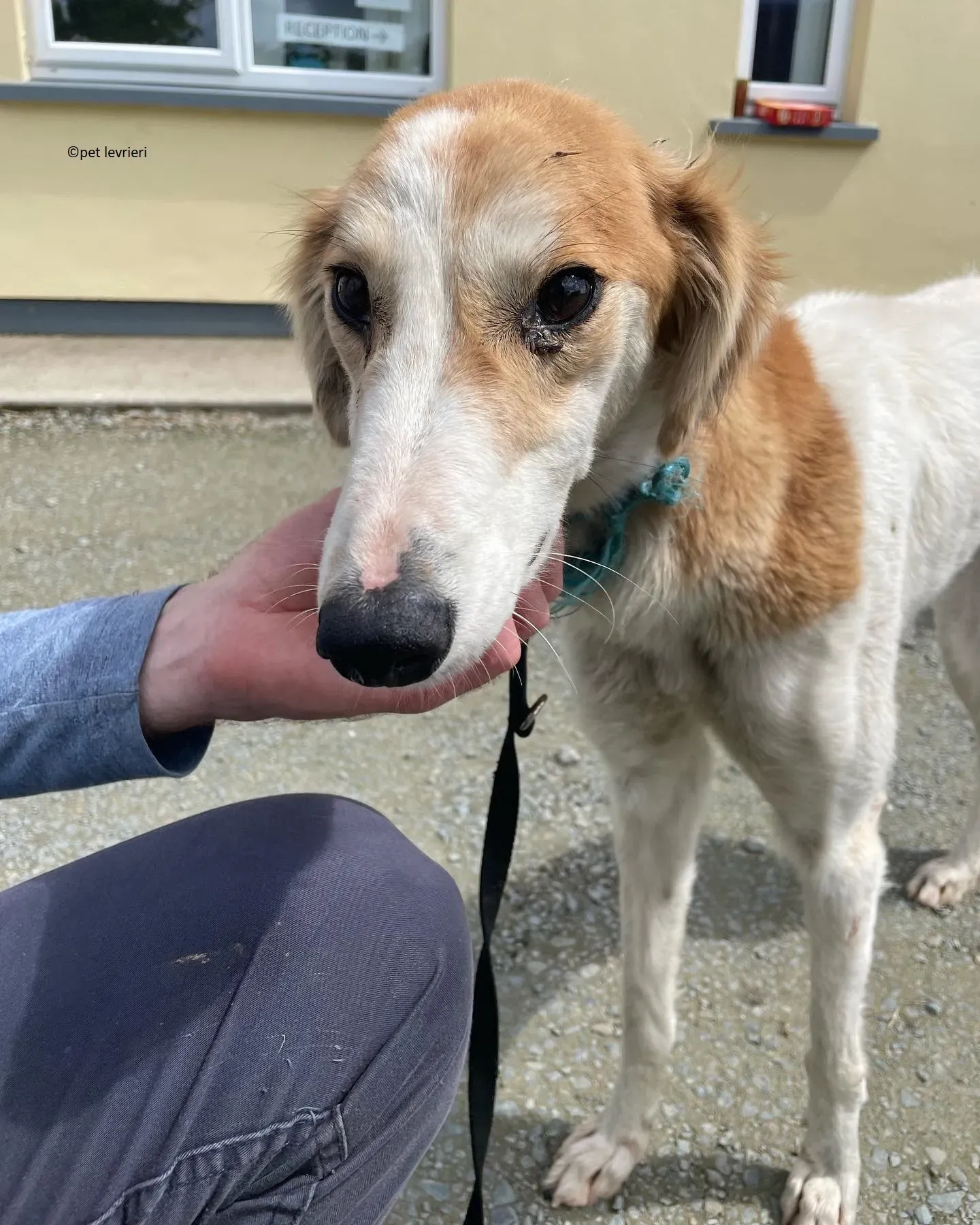 Ciara adozione lurcher whippet saluki4