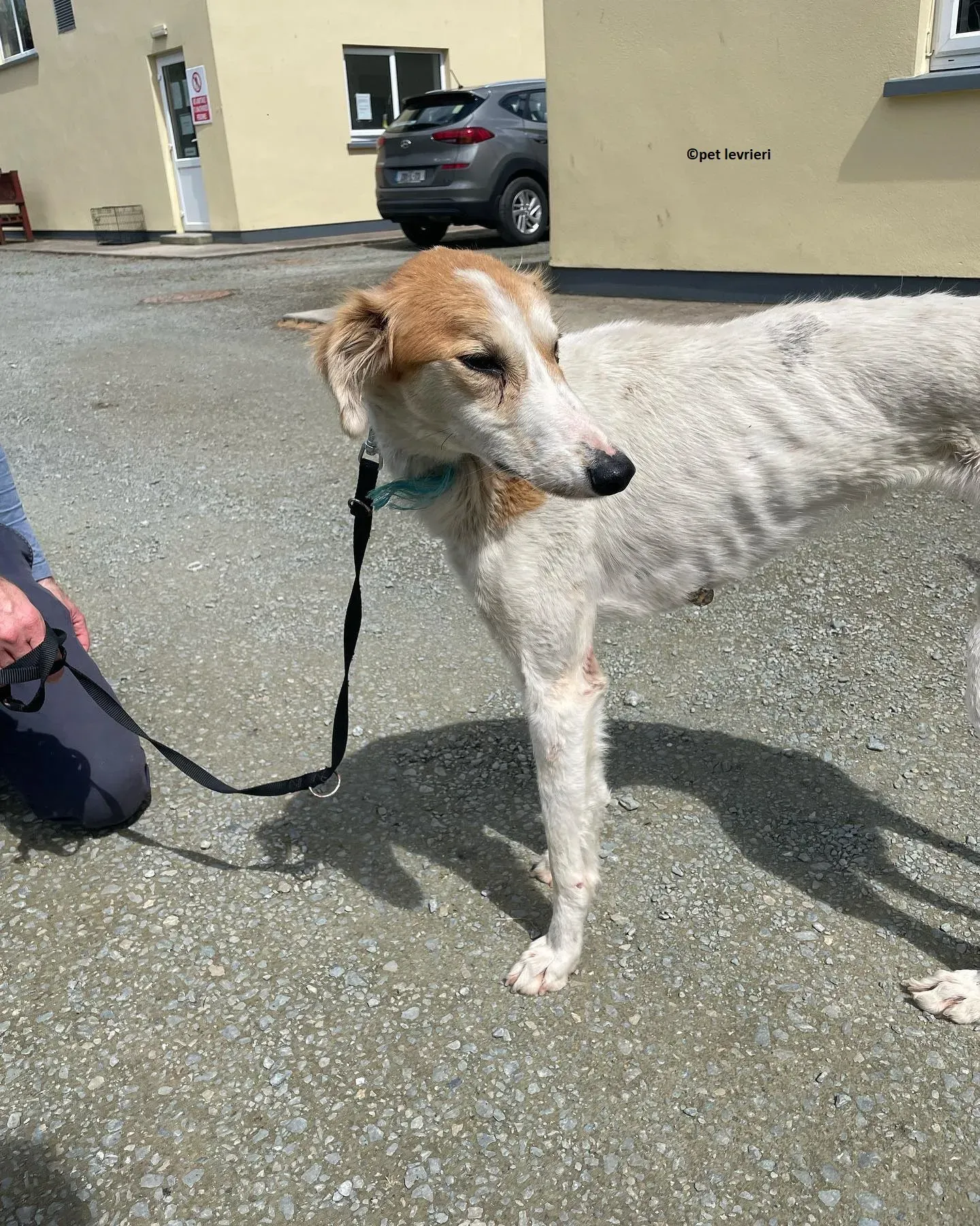 Ciara adozione lurcher whippet saluki5