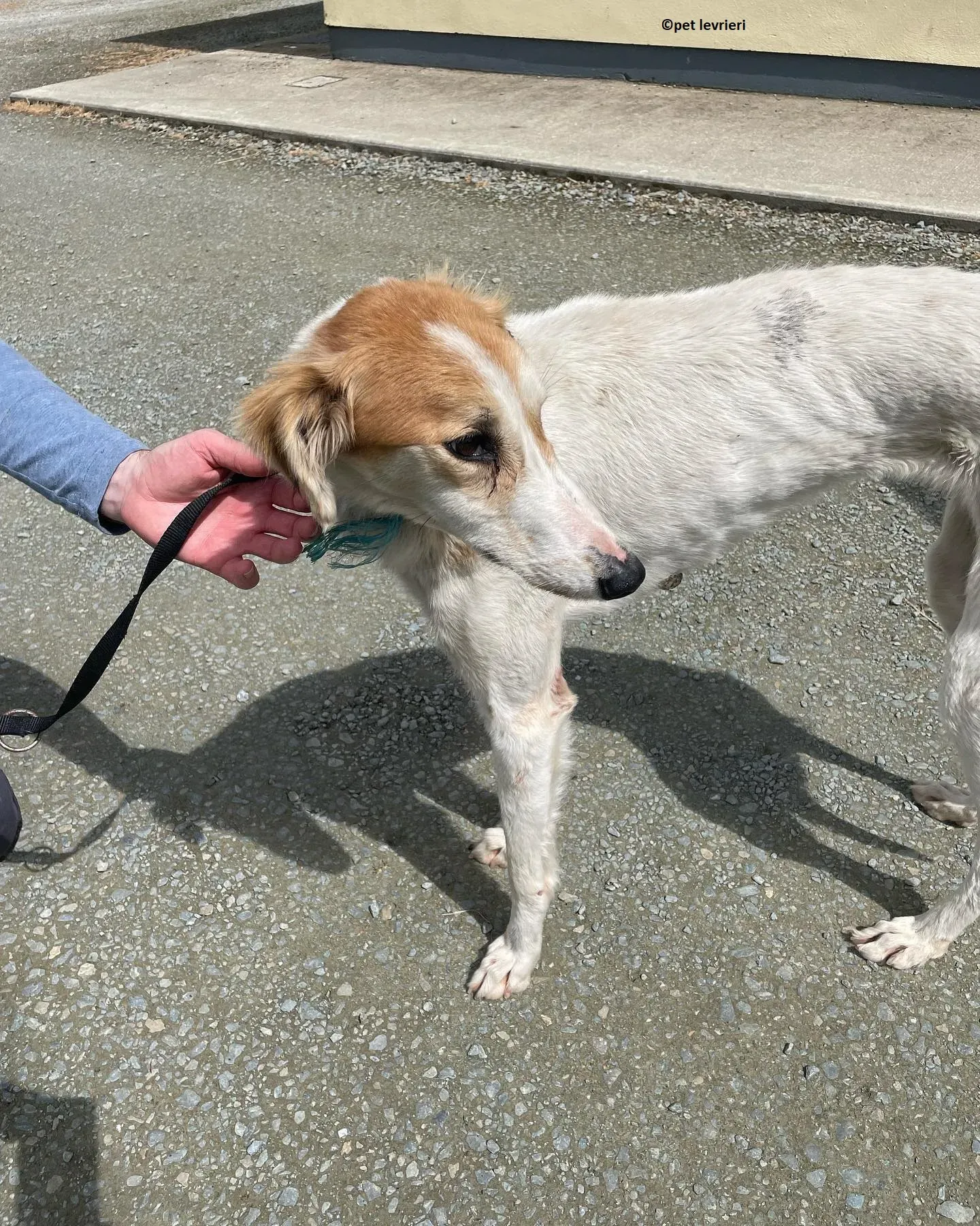 Ciara adozione lurcher whippet saluki6