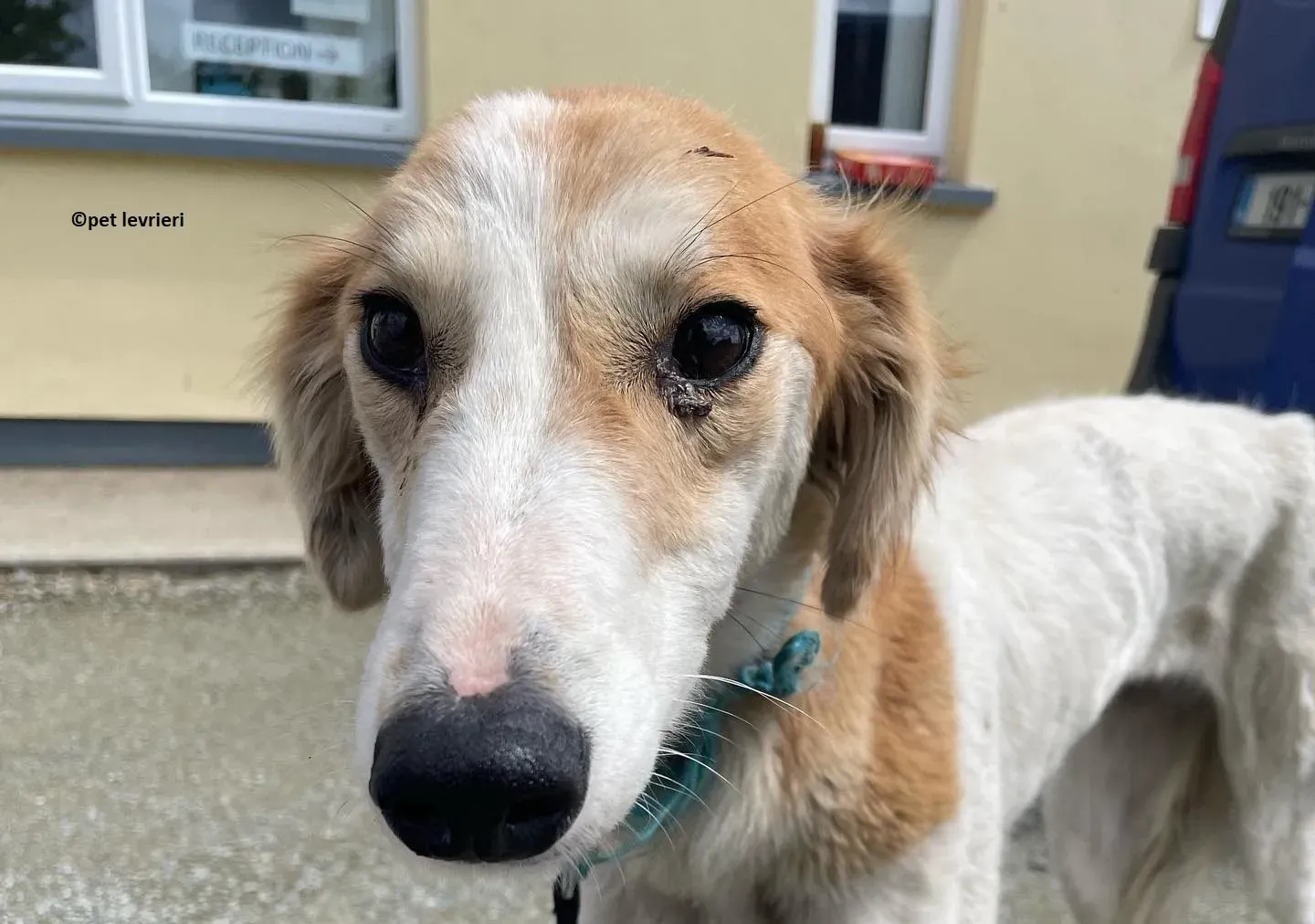 Ciara adozione lurcher whippet saluki7 e1652966115162