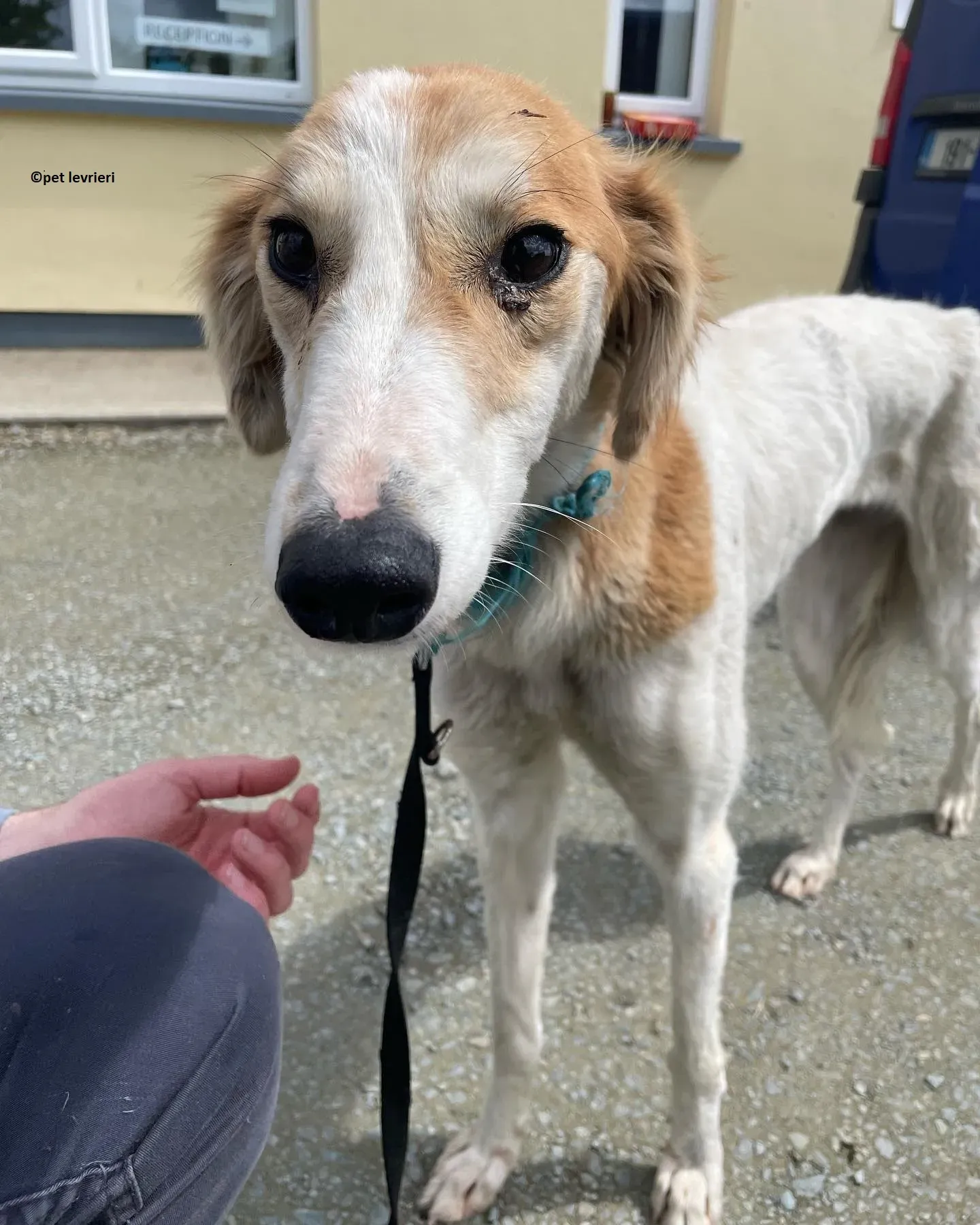 Ciara adozione lurcher whippet saluki8