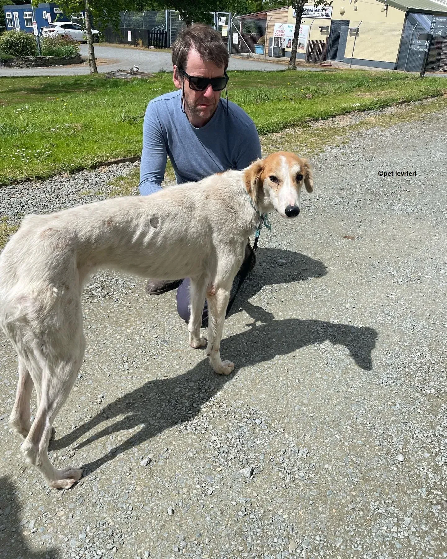 Ciara adozione lurcher whippet saluki9