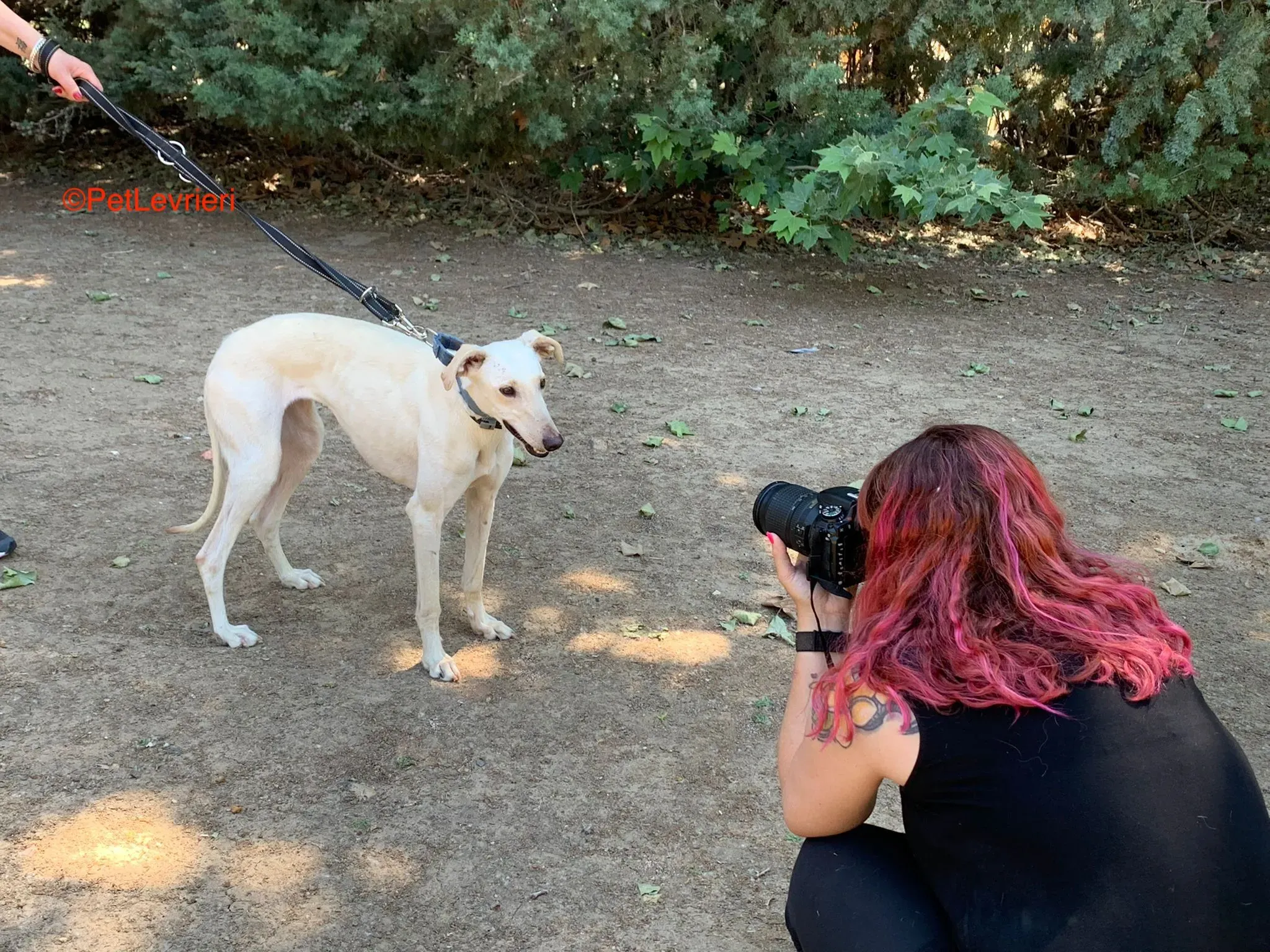 Cinderella adozione levrieri adozione galgo 2