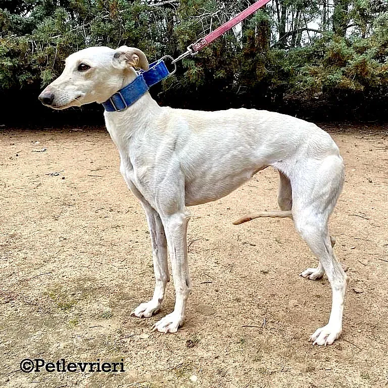 Cinderella adozione levrieri galgo 01