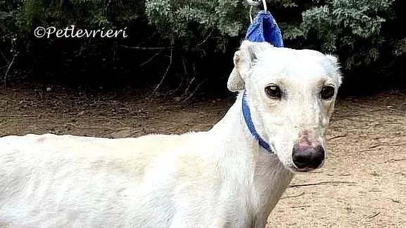 Cinderella adozione levrieri galgo 02