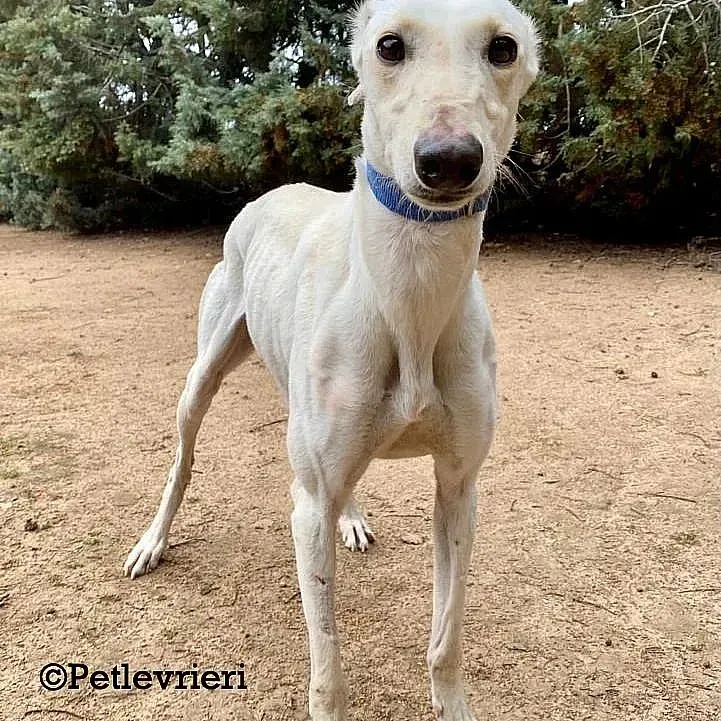 Cinderella adozione levrieri galgo 03