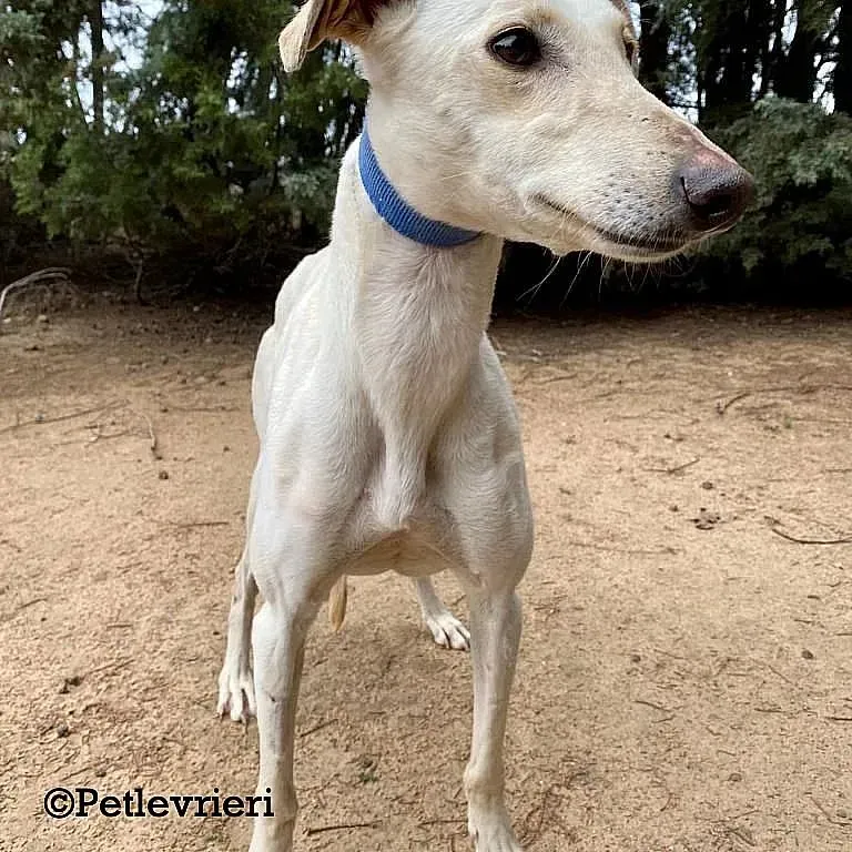 Cinderella adozione levrieri galgo 04