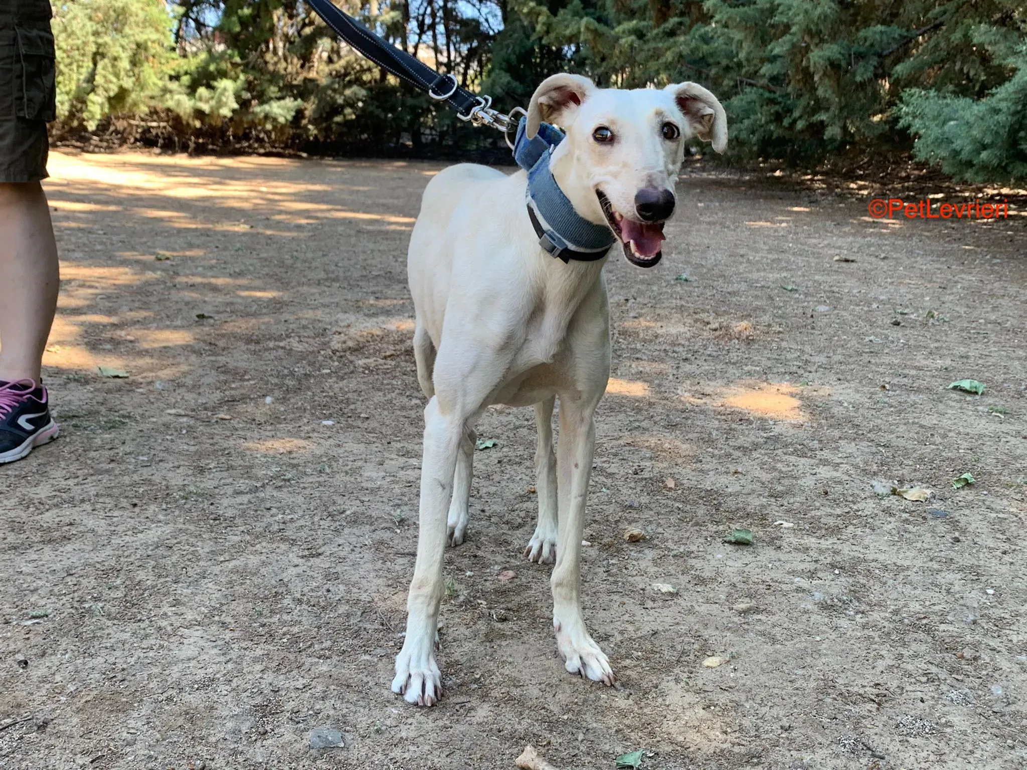 Cinderella adozione levrieri galgo 1