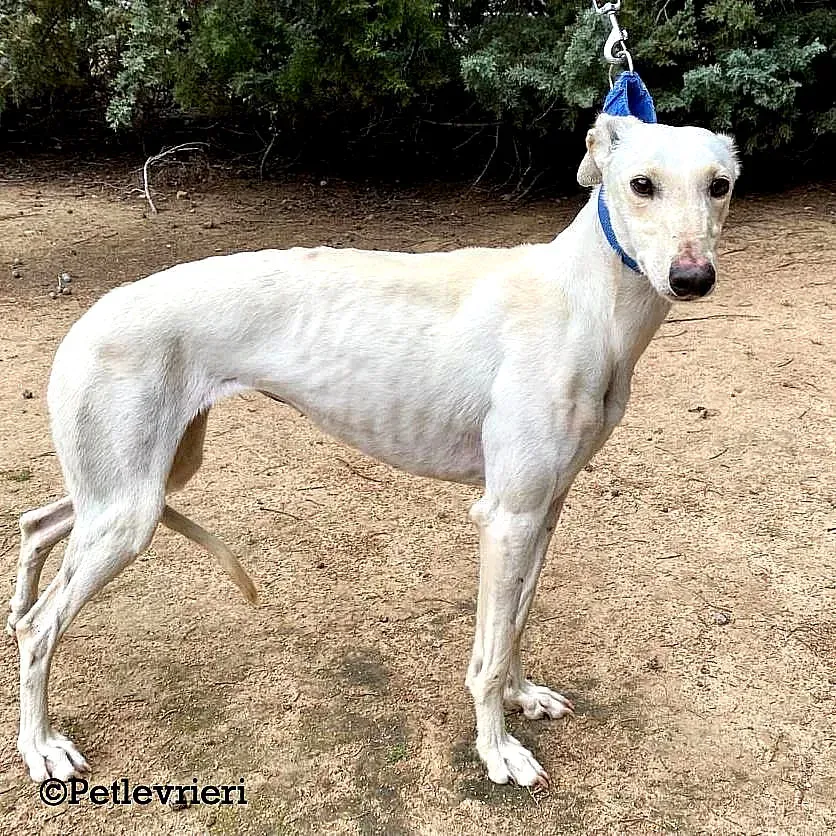 Cinderella adozione levrieri galgo 02