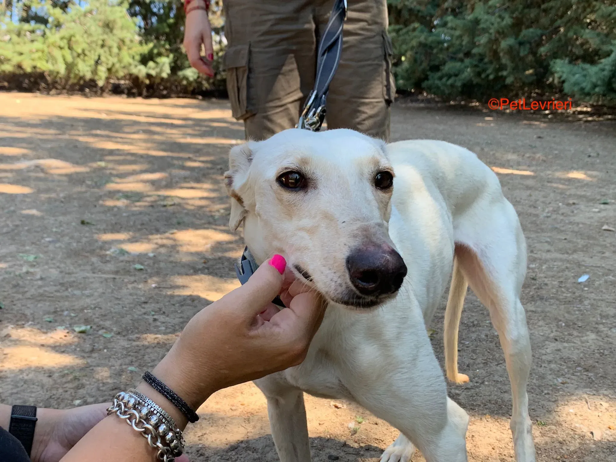 Cinderella adozione levrieri galgo 3