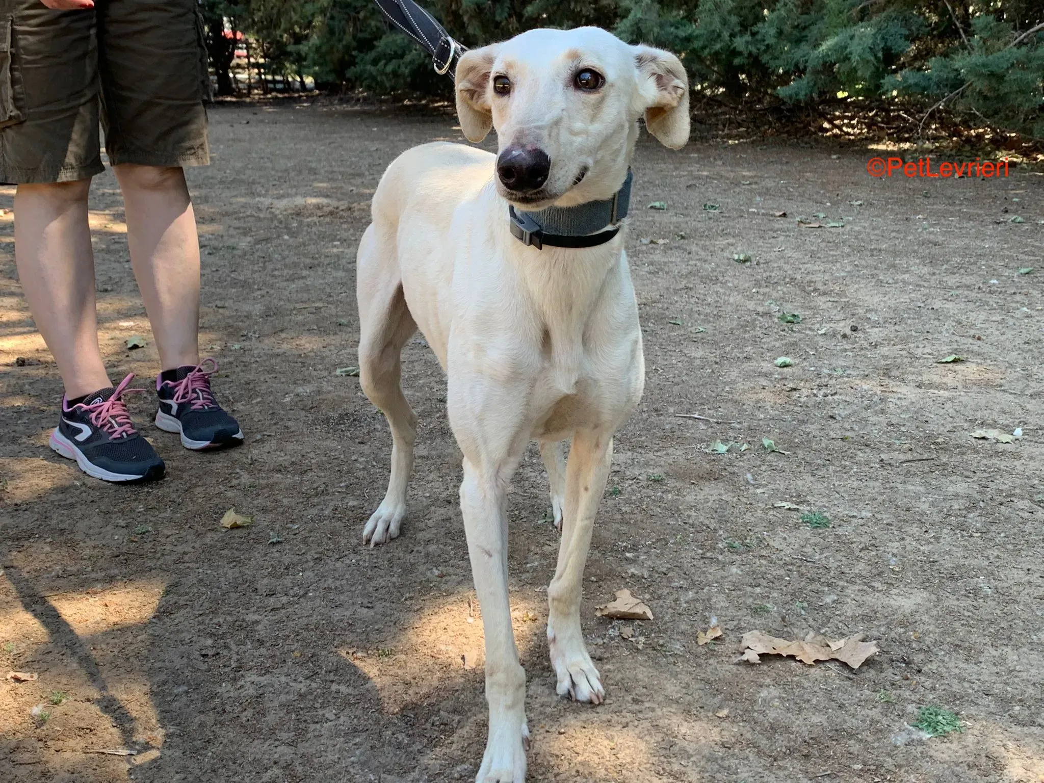 Cinderella adozione levrieri galgo 4