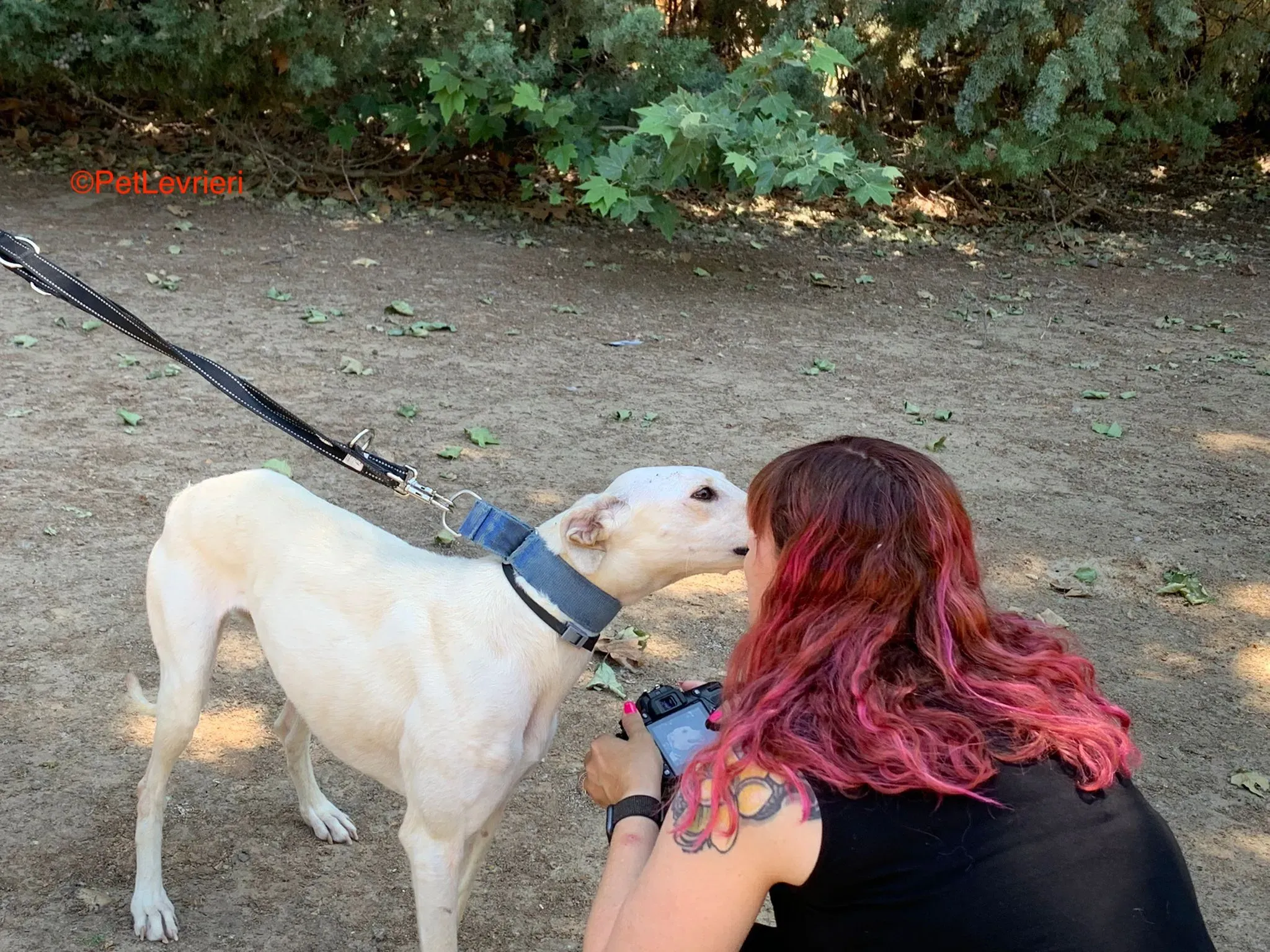 Cinderella adozione levrieri galgo 5