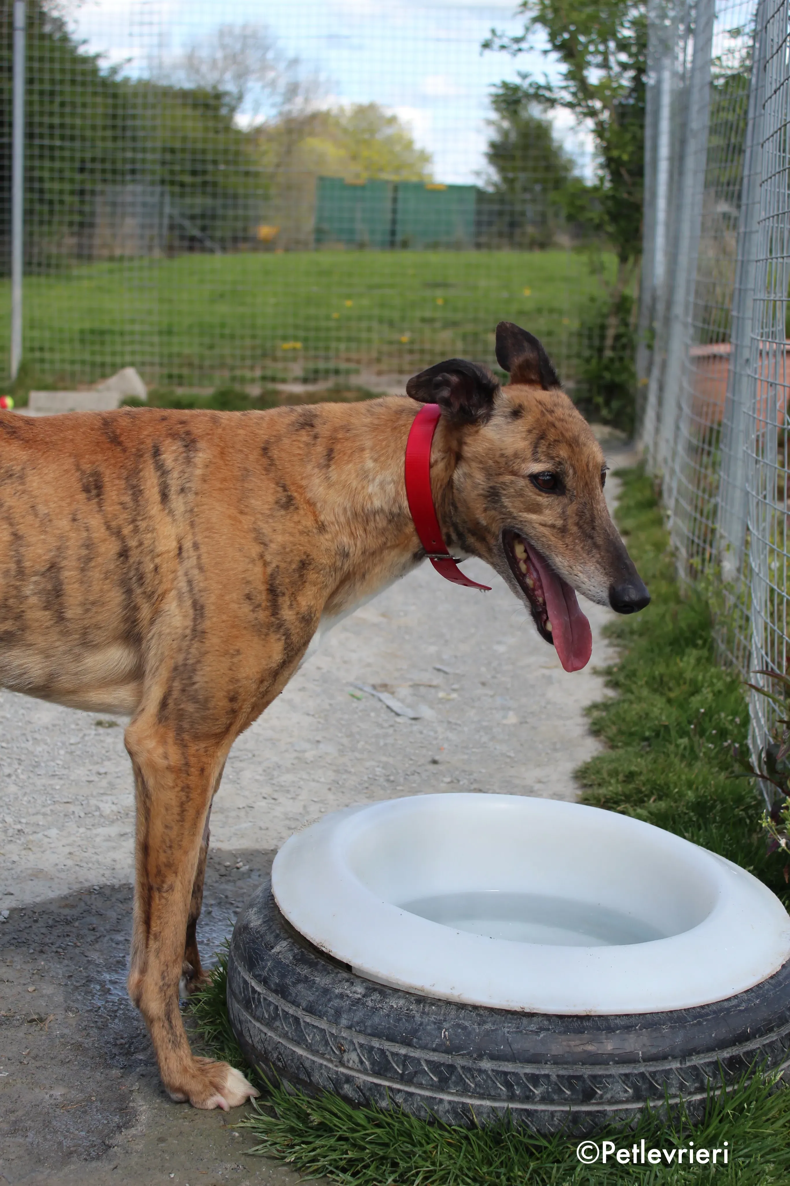 Cindy adozione levrieri greyhound 6