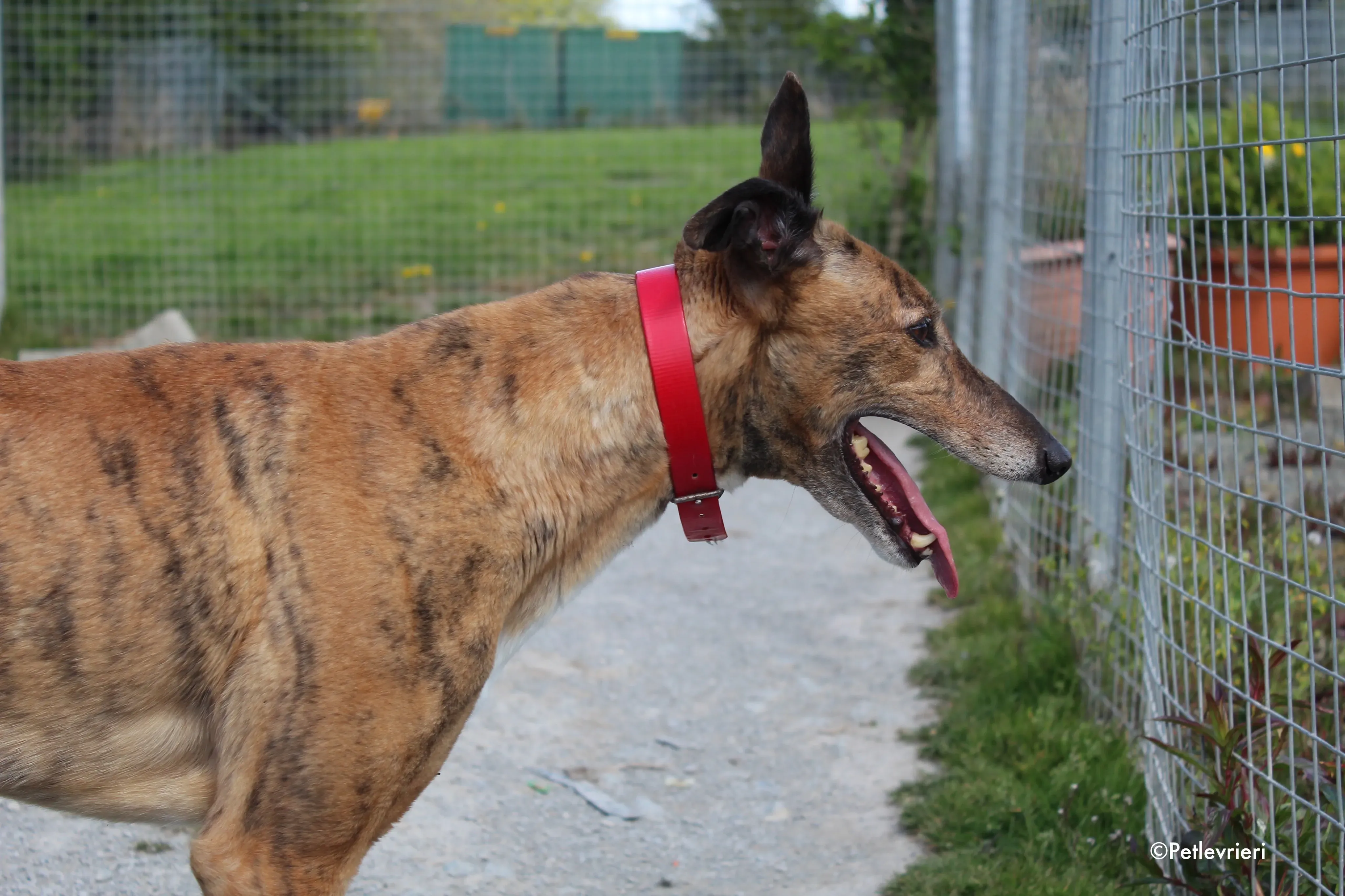 Cindy adozione levrieri greyhound 7