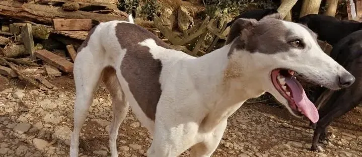Cindy adozione levrieri greyhound 3 e1616485753100
