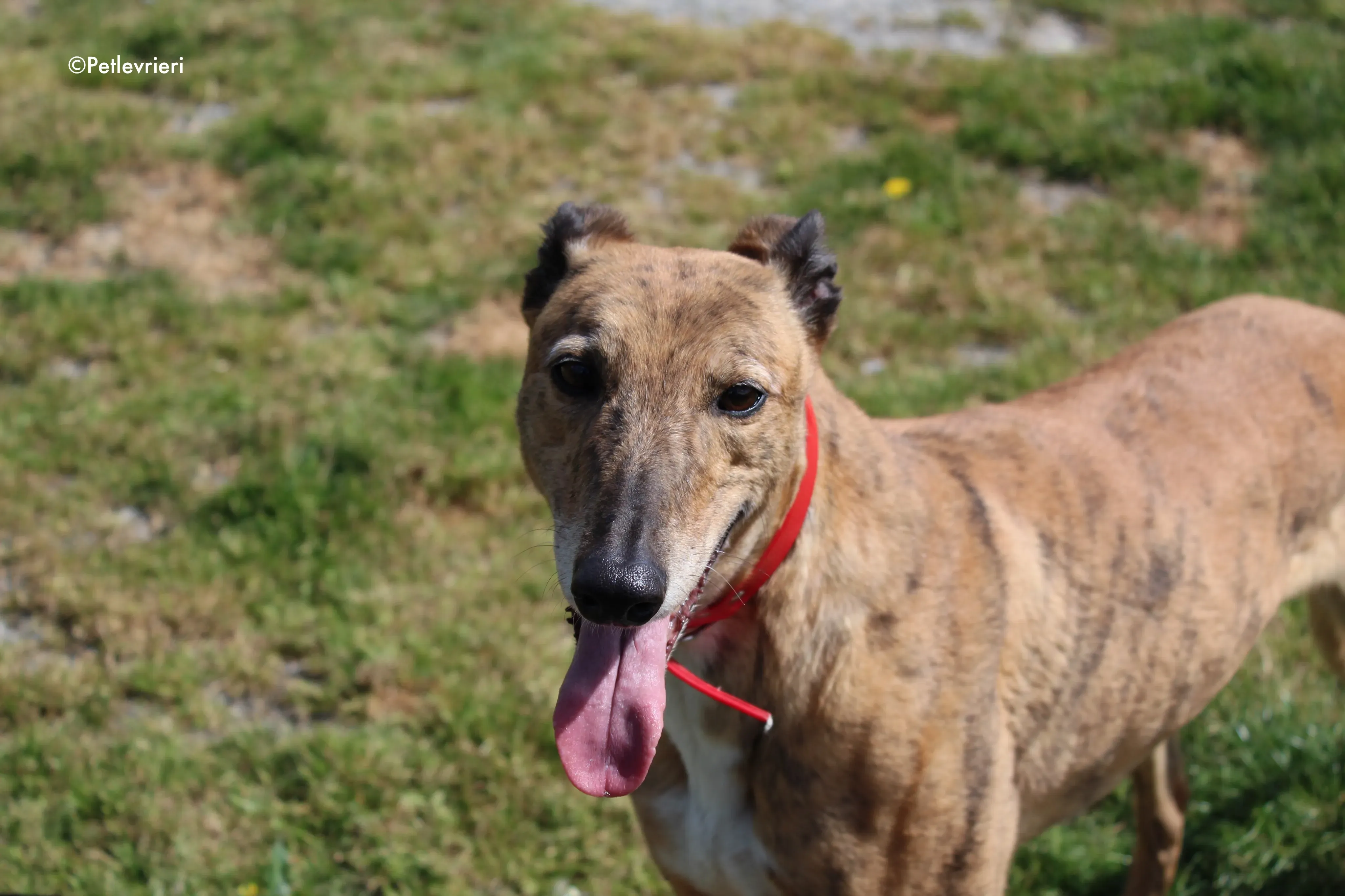 Cindy adozione levrieri greyhound 2