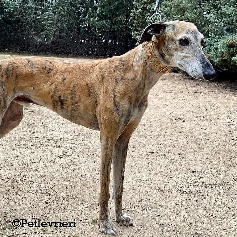 Cinzano adozione levrieri galgo 01
