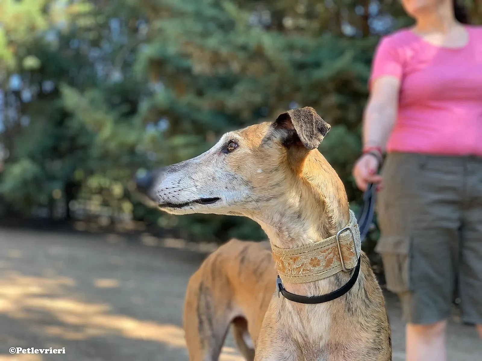 Cinzano adozione levrieri galgo 01 1