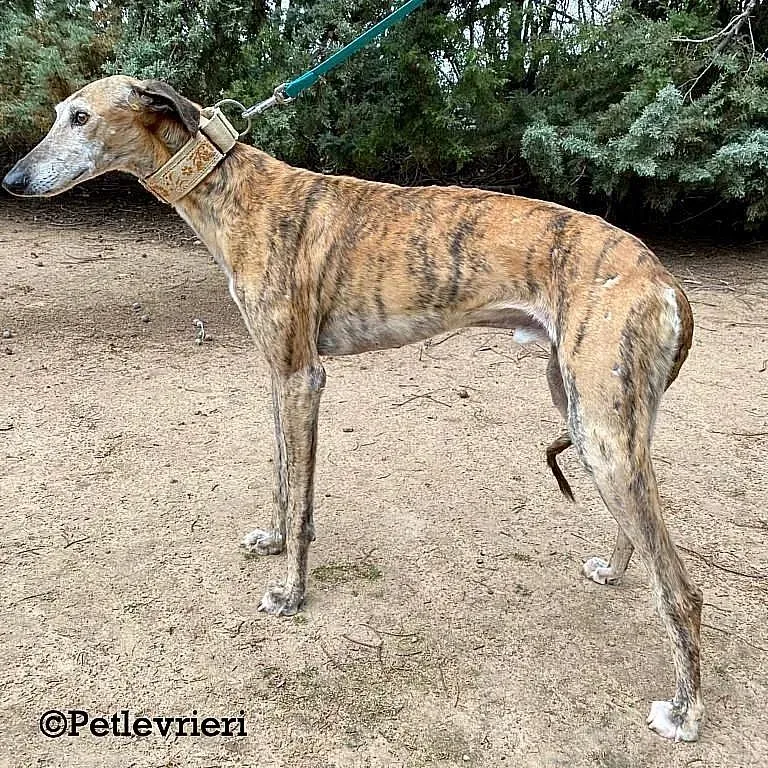 Cinzano adozione levrieri galgo 02