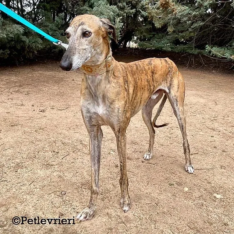 Cinzano adozione levrieri galgo 03