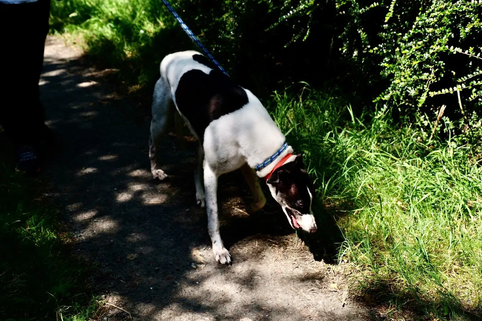 Ciss greyhound adozionelevrieri 2