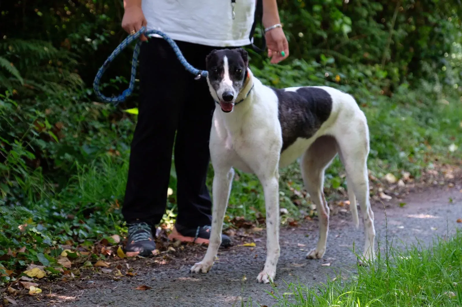 Ciss greyhound adozionelevrieri 3