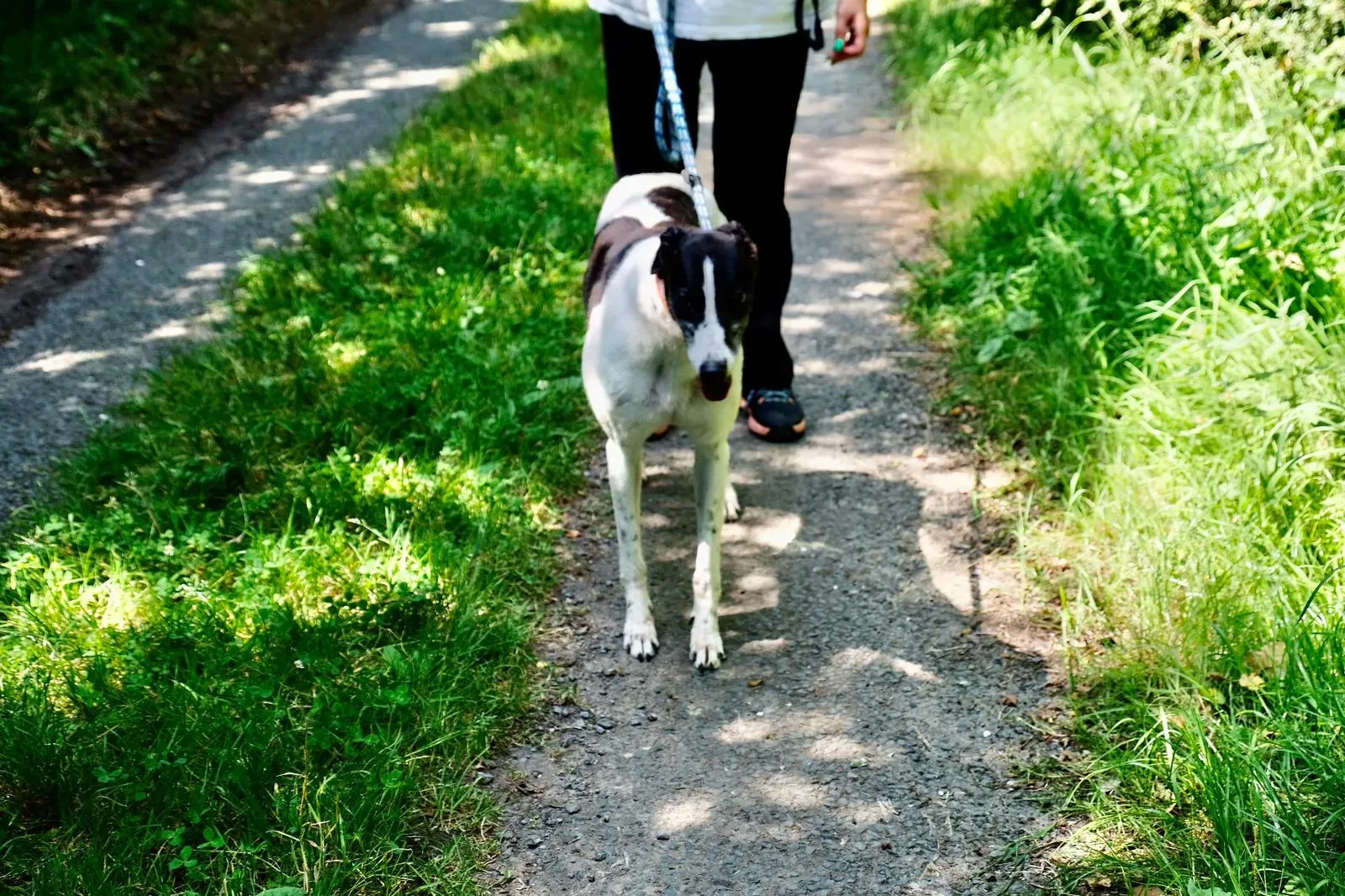 Ciss greyhound adozionelevrieri 4