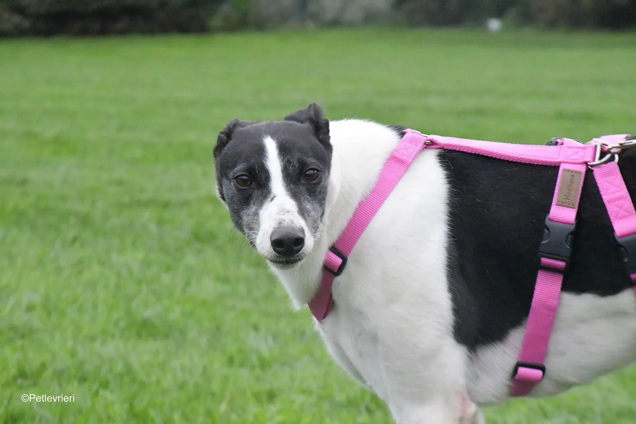 Ciss Adopotion Day Greyhound adozionele levrieri 1