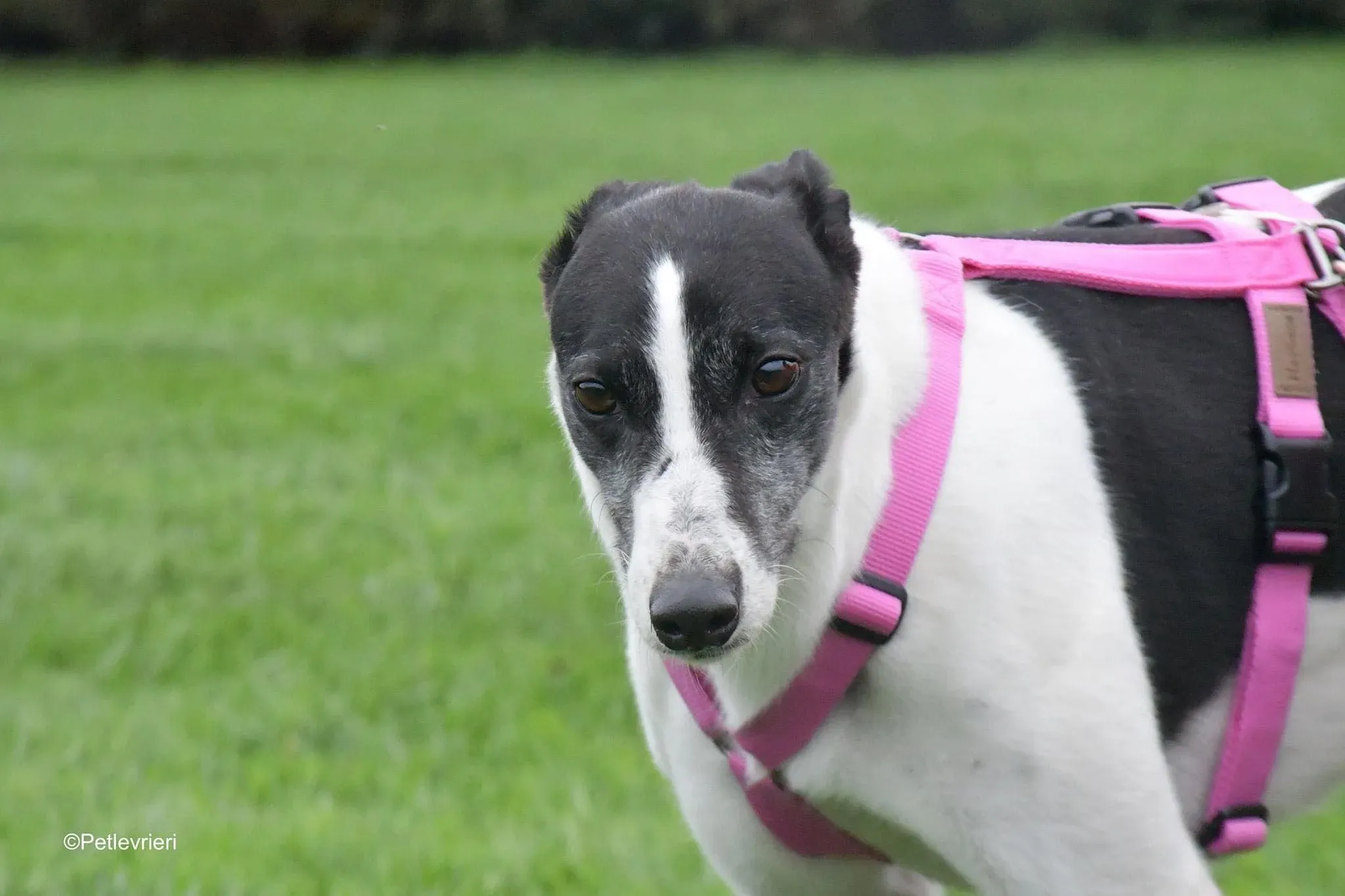 Ciss Adopotion Day Greyhound adozionele levrieri 10