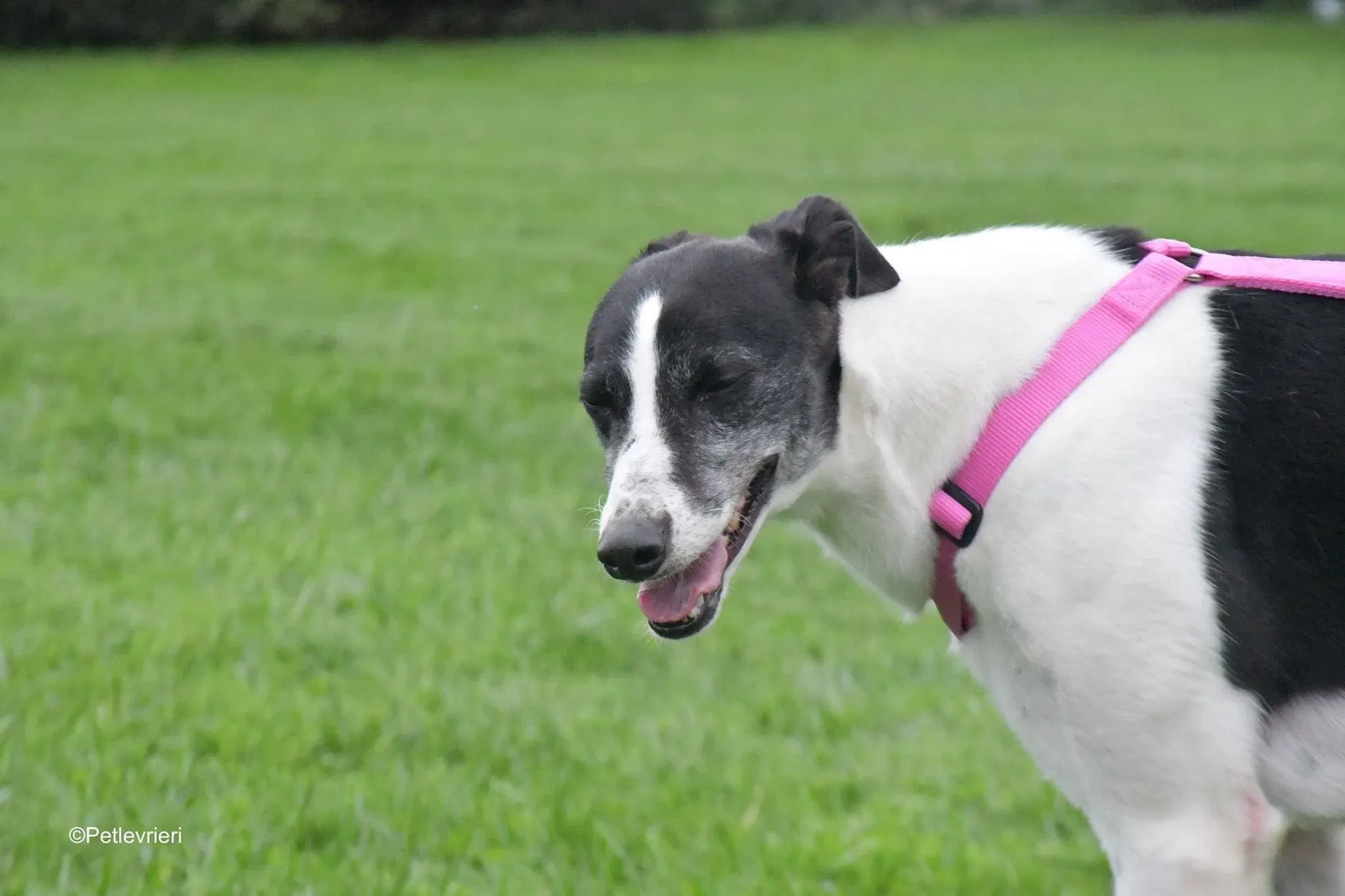 Ciss Adopotion Day Greyhound adozionele levrieri 11