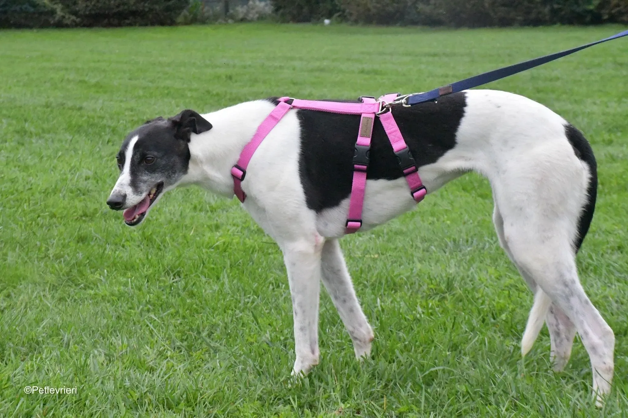 Ciss Adopotion Day Greyhound adozionele levrieri 12