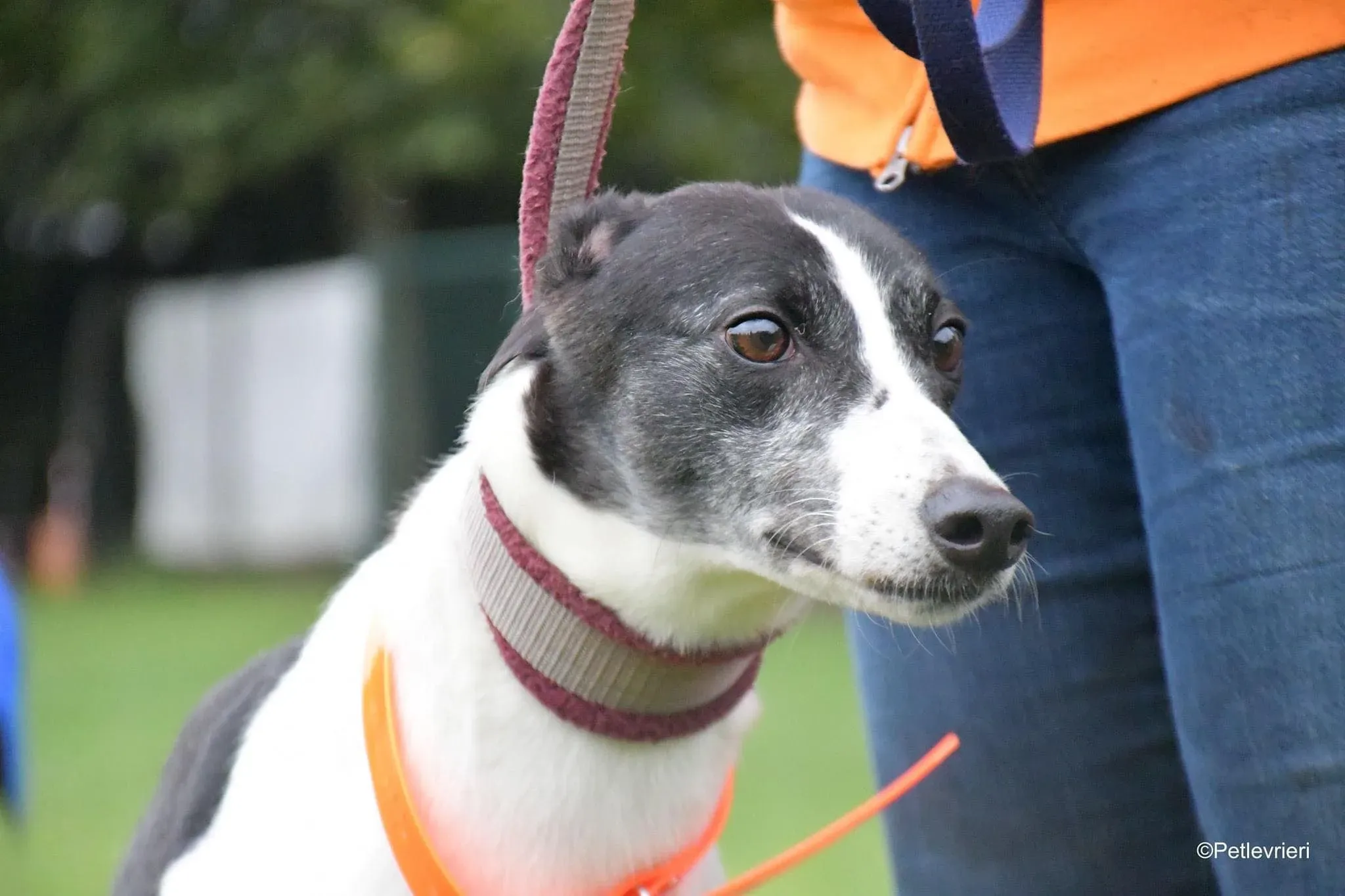 Ciss Adopotion Day Greyhound adozionele levrieri 2