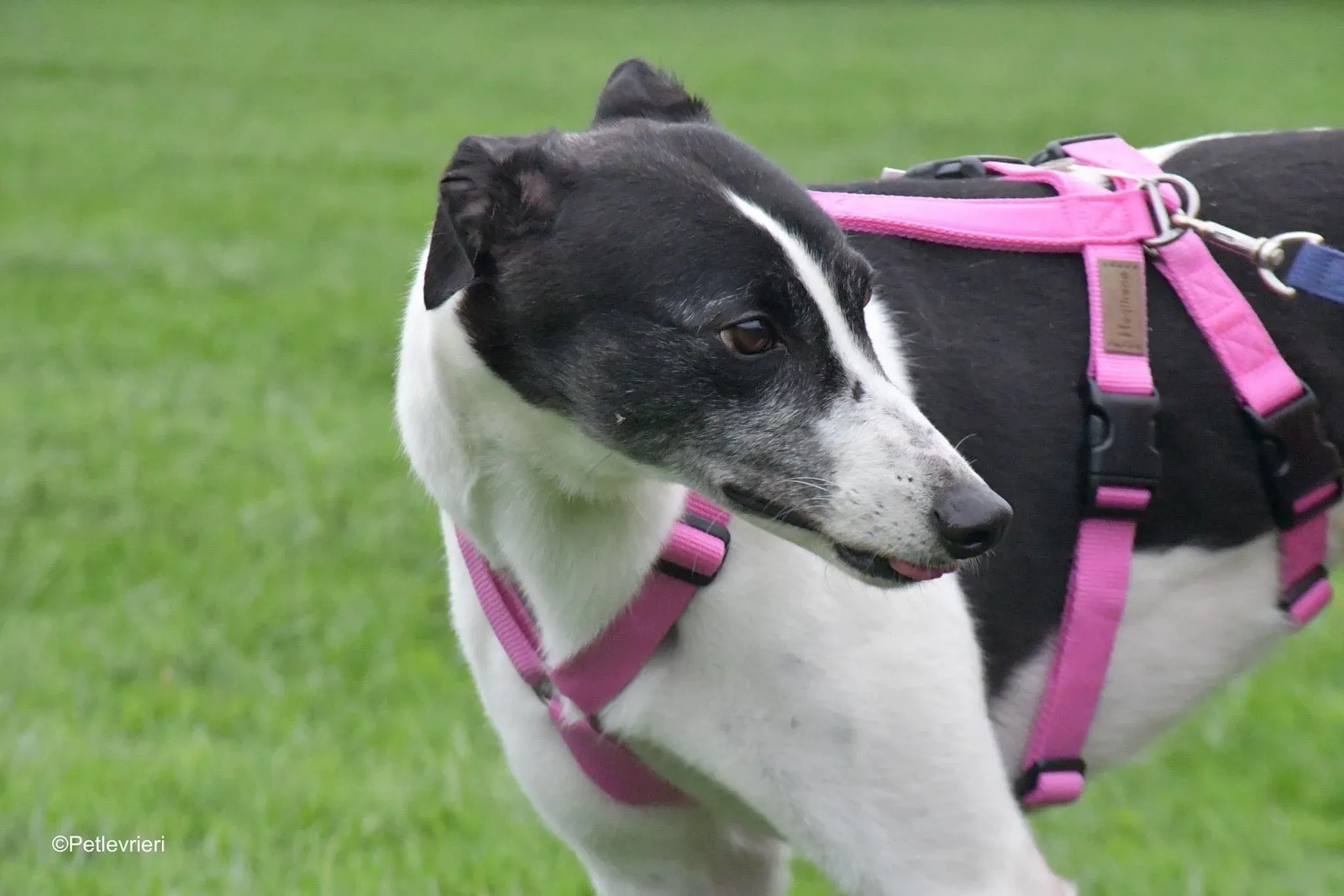 Ciss Adopotion Day Greyhound adozionele levrieri 3