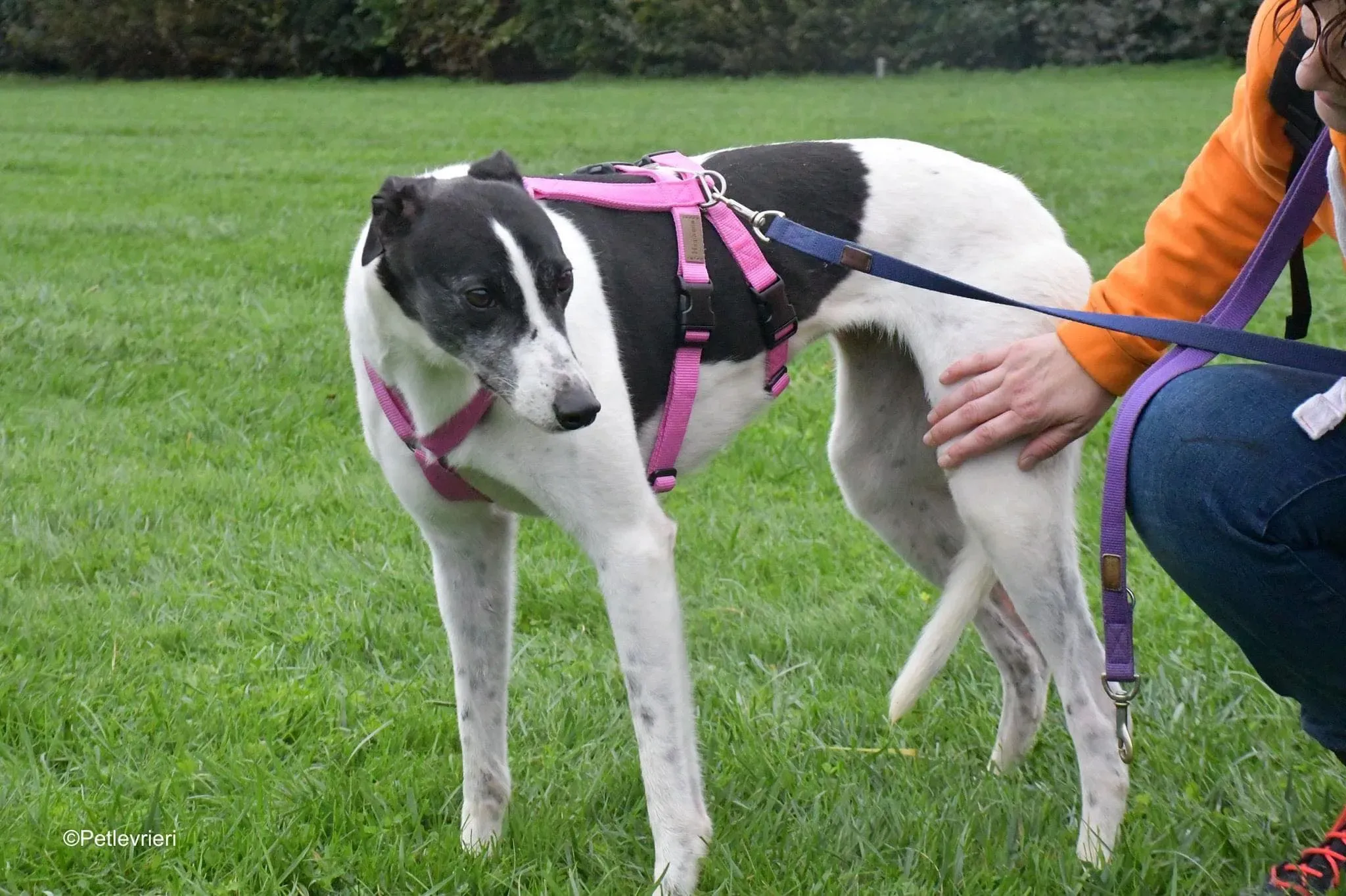 Ciss Adopotion Day Greyhound adozionele levrieri 4