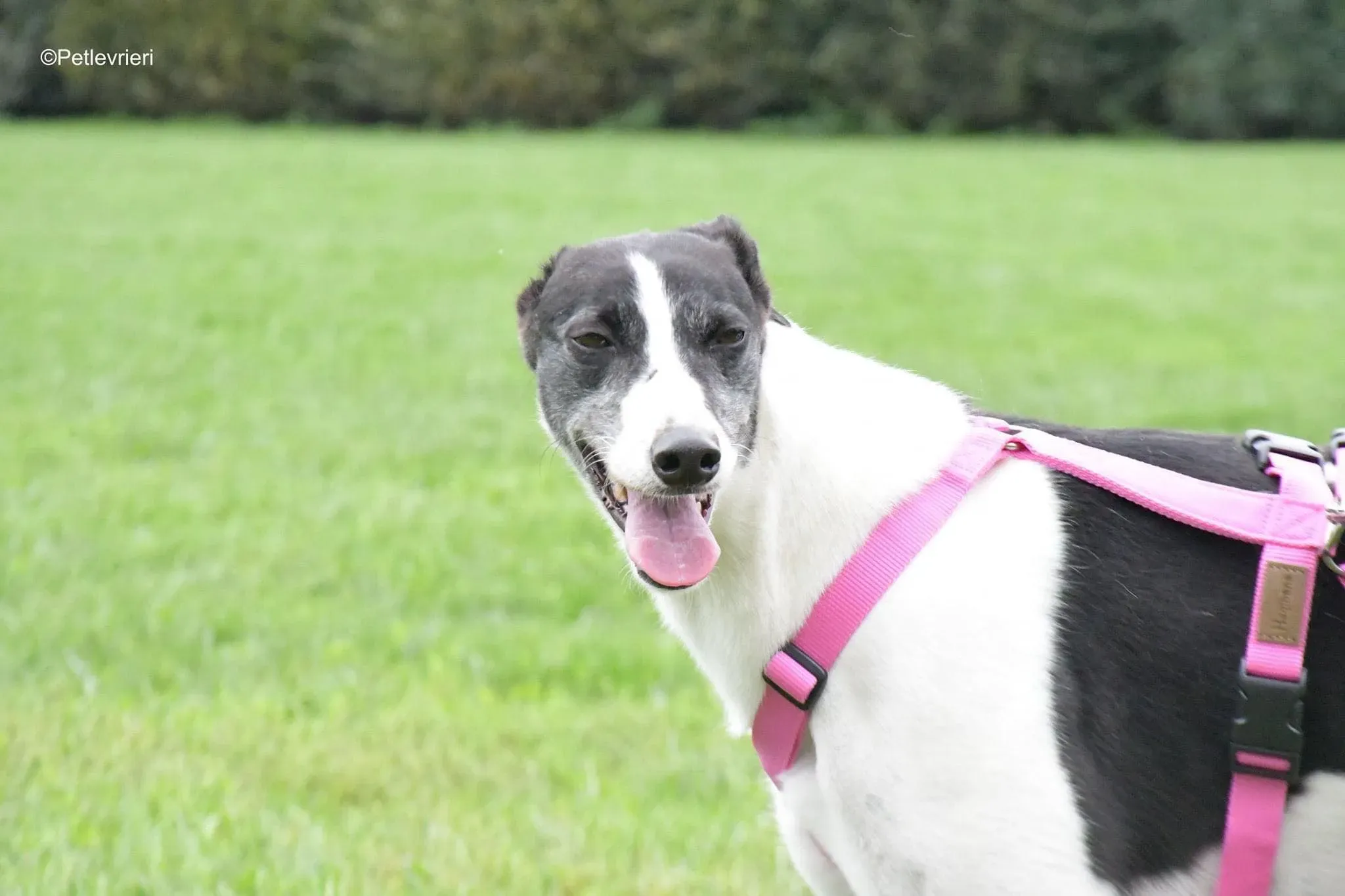 Ciss Adopotion Day Greyhound adozionele levrieri 5