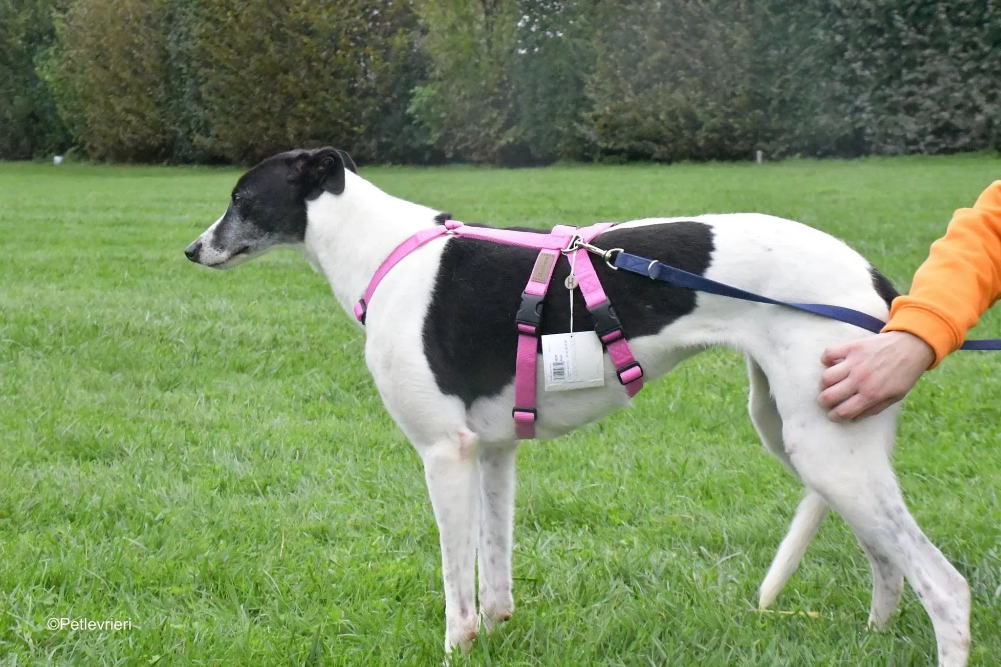 Ciss Adopotion Day Greyhound adozionele levrieri 6