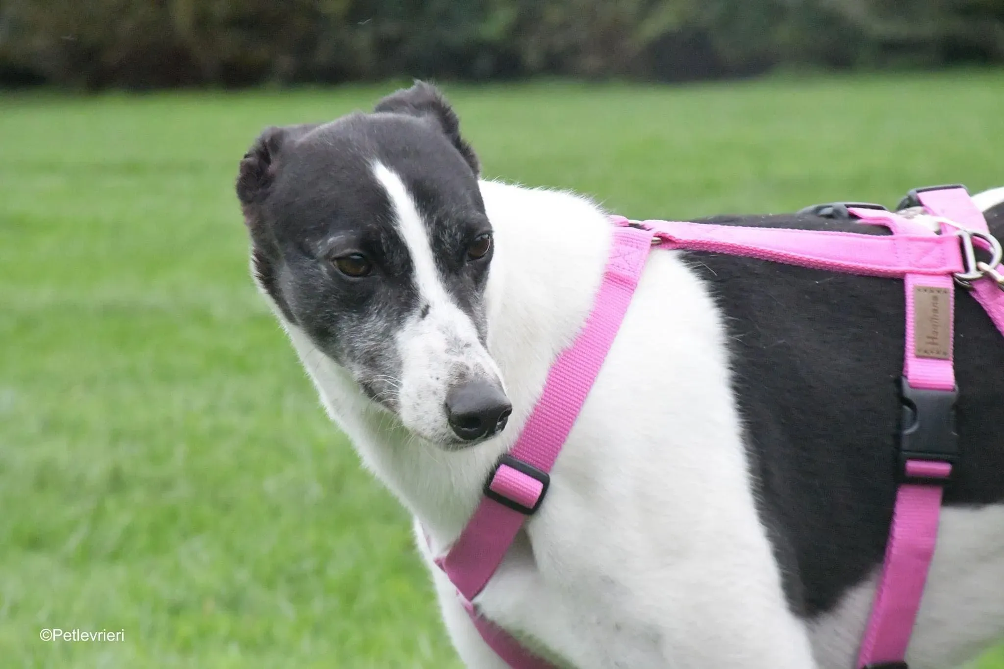 Ciss Adopotion Day Greyhound adozionele levrieri 7