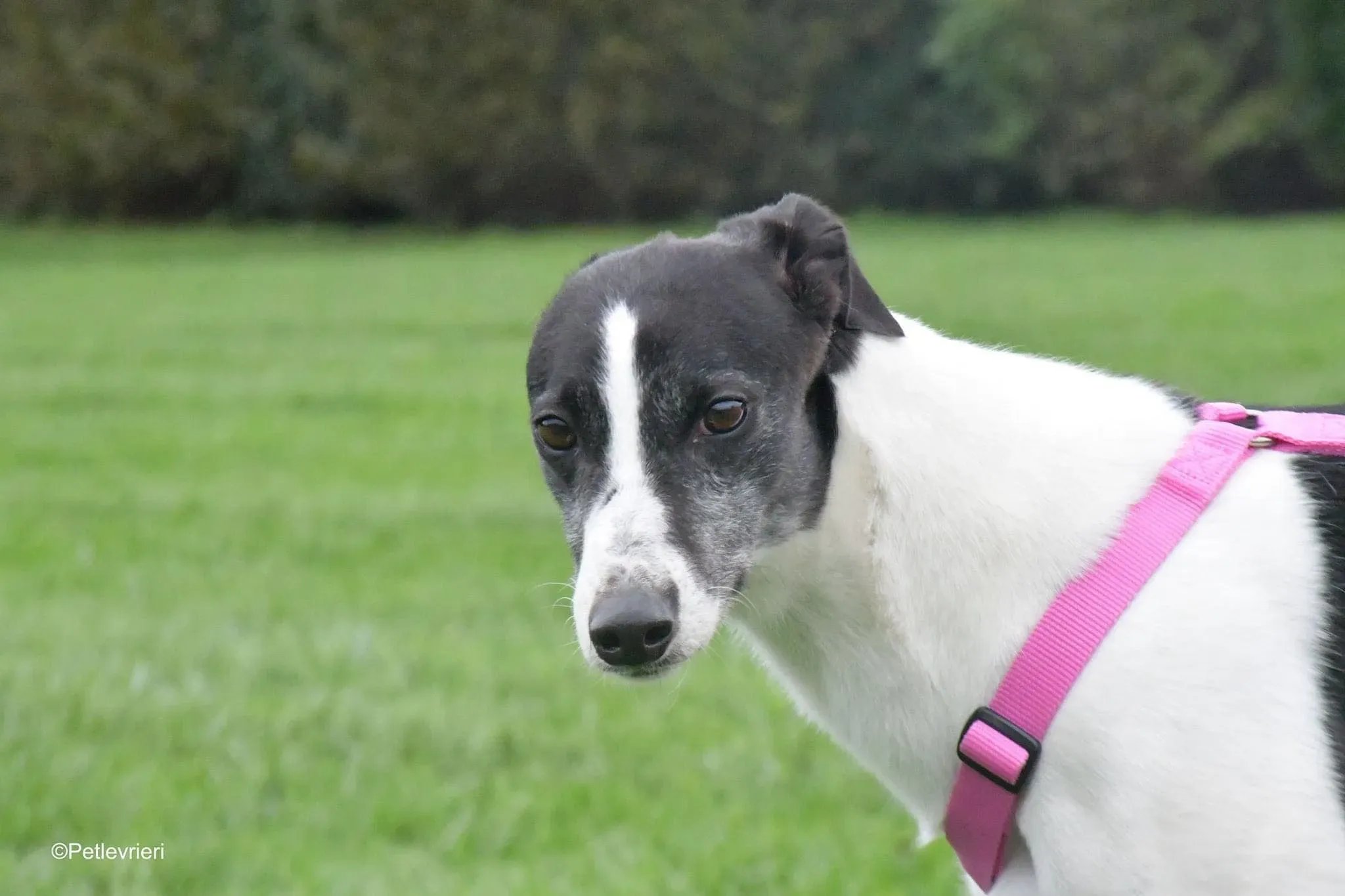 Ciss Adopotion Day Greyhound adozionele levrieri 8