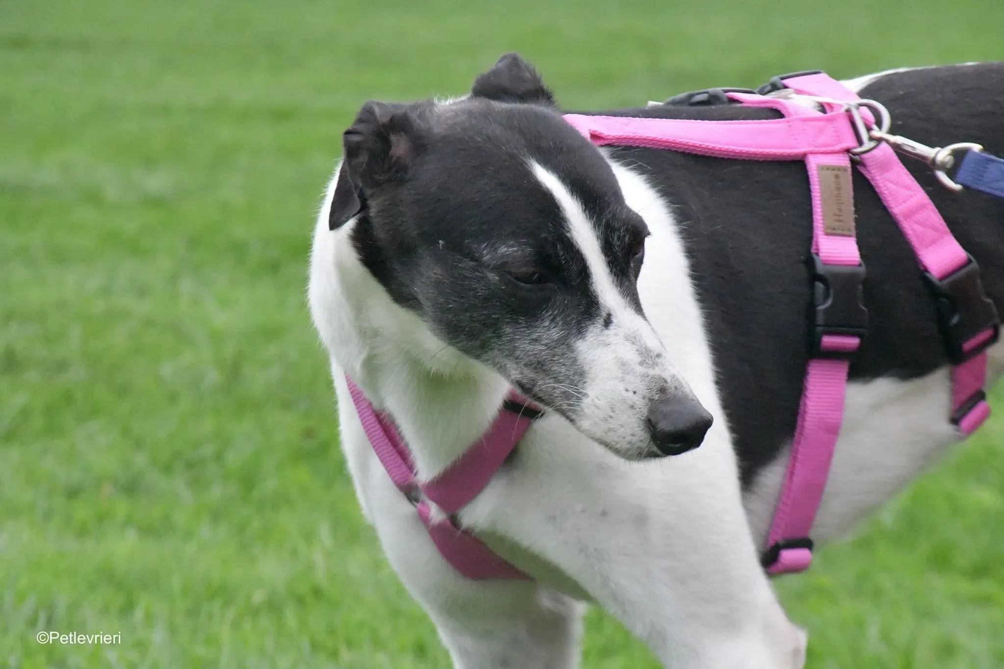 Ciss Adopotion Day Greyhound adozionele levrieri 9