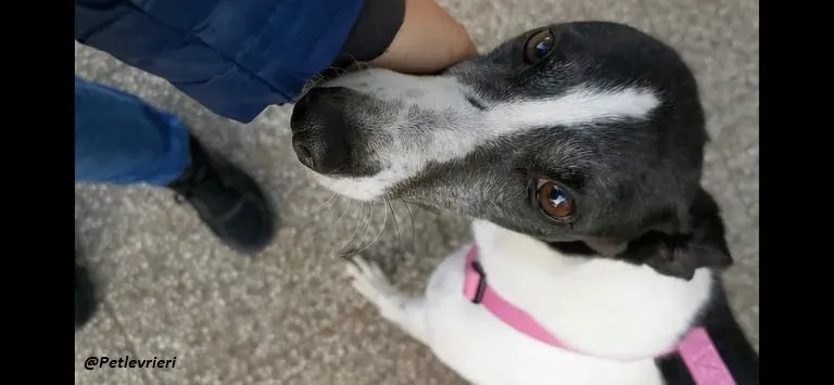 Ciss Greyhound familyfoster adozione levrieri 1