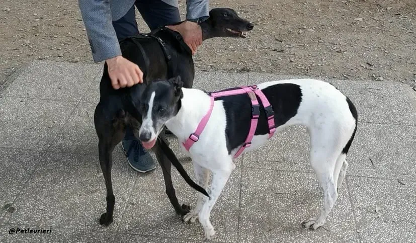 Ciss Greyhound familyfoster adozione levrieri 2