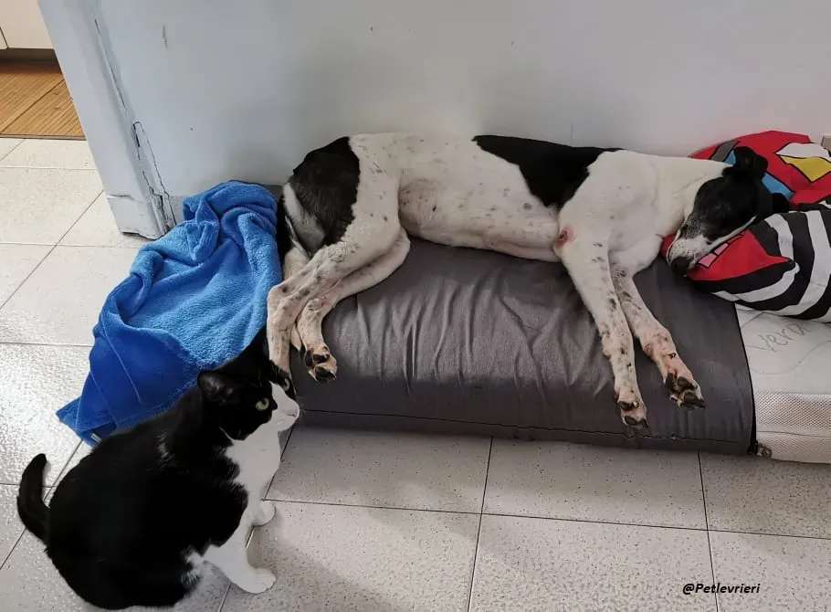 Ciss Greyhound familyfoster adozione levrieri 3