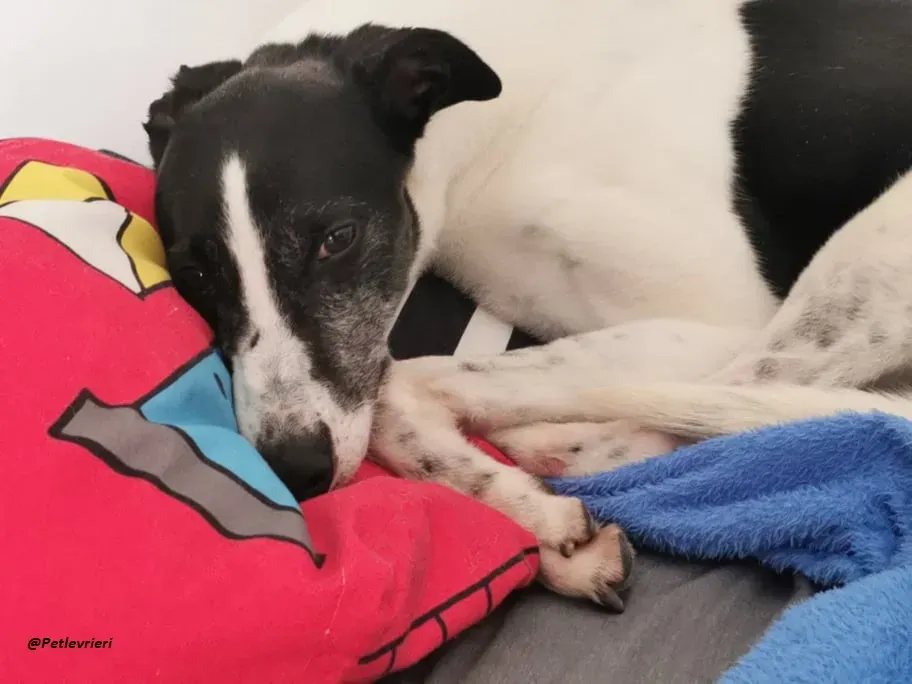 Ciss Greyhound familyfoster adozione levrieri 4