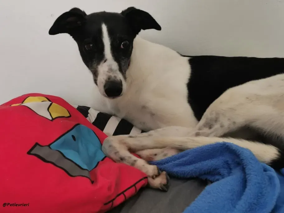 Ciss Greyhound familyfoster adozione levrieri 5