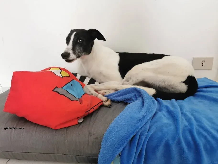 Ciss Greyhound familyfoster adozione levrieri 6