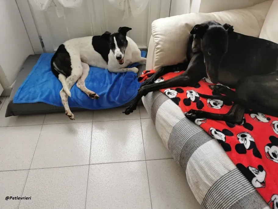 Ciss Greyhound familyfoster adozione levrieri 7