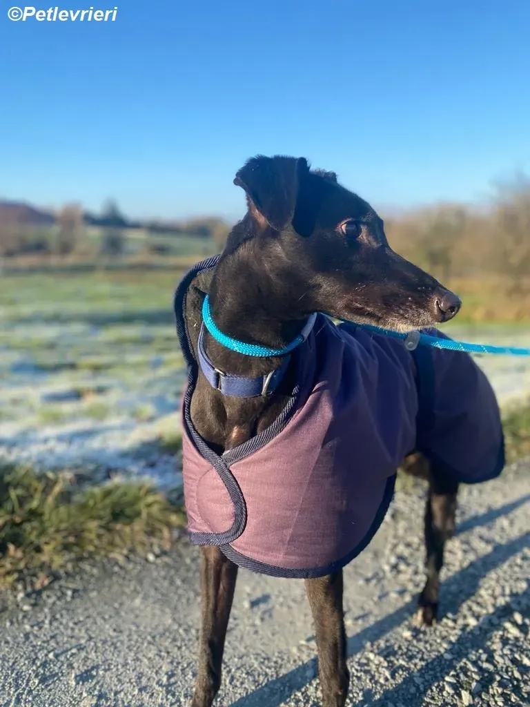 Clara adozione levrieri greyhound 10